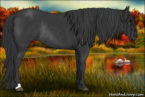 Horse Color: Black Rabicano 