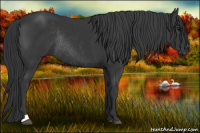 Horse Color:Black Rabicano 