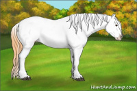 Horse Color:Buckskin Dun Frame Appaloosa Rabicano