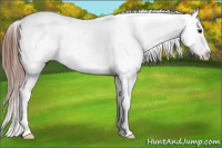 Horse Color:Bay Appaloosa Rabicano