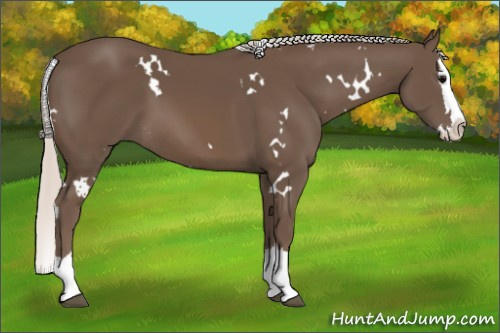 Horse Color: White Spotted Silver Black Splash 