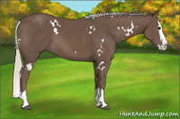 Horse Color:White Spotted Silver Black Splash
