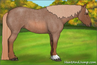 Horse Color:Red Roan 