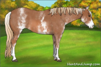 Horse Color:White Spotted Red Roan 