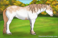 Horse Color:White Spotted Gold Champagne Frame 