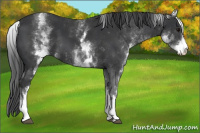 Horse Color:White Spotted Black