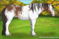 Horse Color:White Spotted Bay 