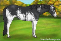 Horse Color:White Spotted Brown 