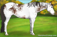 Horse Color:White Spotted Bay Tobiano 