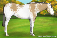 Horse Color:White Spotted Buckskin
