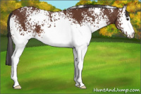 Horse Color:White Spotted Bay 