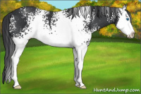 Horse Color:White Spotted Black Splash 