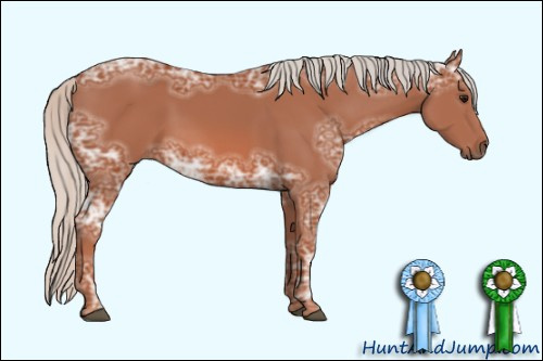 Horse Color: Unknown 
