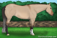 Horse Color:Bay Dun