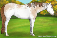 Horse Color:White Spotted Bay Pearl Dun