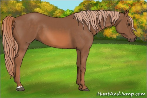 Horse Color: Chestnut 