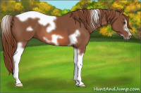 Horse Color:Liver Chestnut Tobiano Frame 