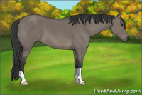 Horse Color:Grullo 