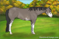Horse Color:Grullo Sabino