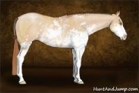 Horse Color:Bay Pearl Dun Sabino 
