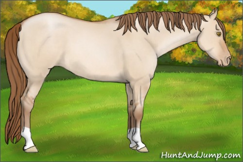 Horse Color: Bay Pearl Dun 