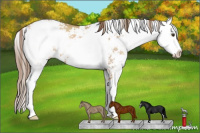 Horse Color:Grullo Pearl Sabino