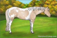 Horse Color:White Spotted Silver Grullo Pearl Tobiano 