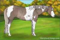 Horse Color:Silver Black Sabino Tobiano Rabicano 