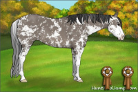 Horse Color:Grullo Sabino 