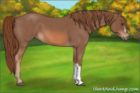 Horse Color:Liver Red Roan 