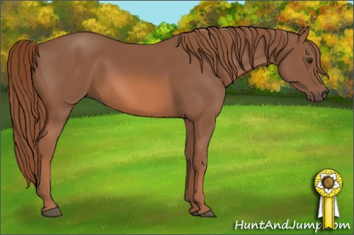 Horse Color: Liver Chestnut 