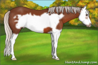 Horse Color:Silver Bay Splash Frame