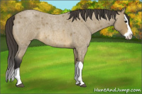 Horse Color:Buckskin Roan Splash 