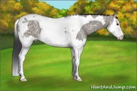 Horse Color:Grullo Ice Sabino Splash Tobiano 