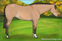 Horse Color:Bay Dun Tobiano 