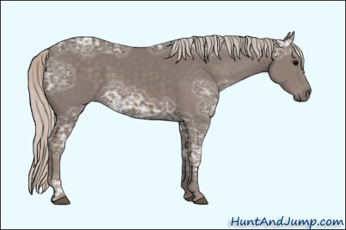 Horse Color: Unknown 