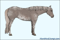 Horse Color:Unknown 