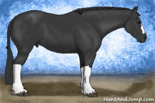 Horse Color: Black 