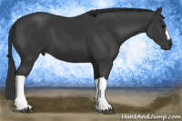 Horse Color:Black 