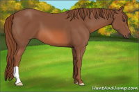 Horse Color:Chestnut 