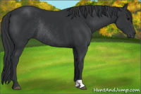 Horse Color:Brown Rabicano