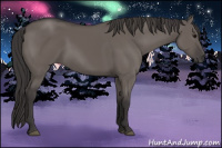 Horse Color:Buckskin Dun 