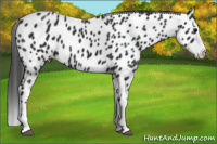 Horse Color:Black Splash Appaloosa 