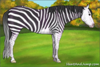 Horse Color:Black Splash