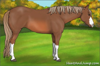 Horse Color:Liver Chestnut 