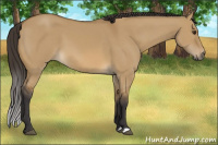 Horse Color:Buckskin Dun 