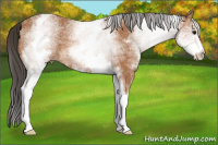 Horse Color:White Spotted Bay Rabicano