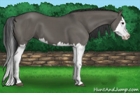 Horse Color:Grullo Splash 