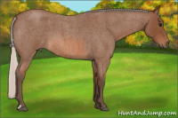 Horse Color:Silver Bay Roan 