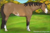 Horse Color:Buckskin Sabino